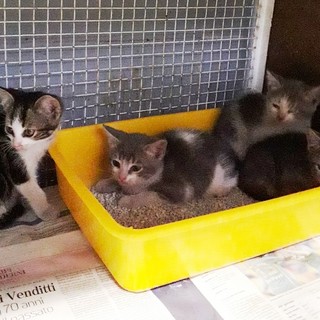 Enpa Savona: "Continua il ritrovamento di gattini abbandonati"