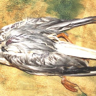 Savona: allarme Enpa "inquinamento da gasolio nel Porto, molti i danni subiti dalla fauna selvatica"