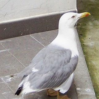 Savona: allarme Enpa "E' tornato il cecchino in Piazza del Popolo"