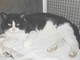 Savona: Gatto ferito cerca casa Savona: Gatto ferito cerca casa