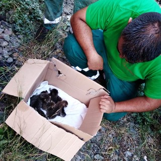 Savona, trovati in un carro merci nel parco Doria una cucciolata di gattini