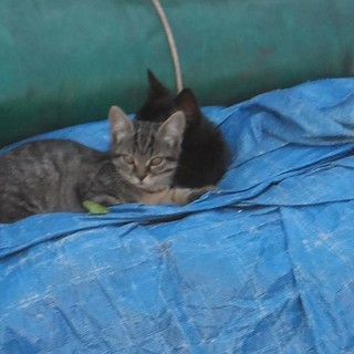 Savona: la realtà delle “gattare” che con le loro risorse si occupano delle colonie feline della città