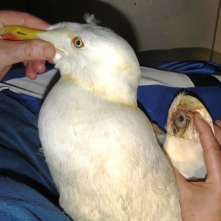 Fucilate a un gabbiano a Bergeggi