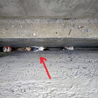 L'Enpa soccorre un gabbiano reale a Savona: era scivolato in una profonda intercapedine L'Enpa soccorre un gabbiano reale a Savona: era scivolato in una profonda intercapedine