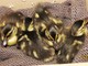 Nidiata di piccoli germani soccorsi dall'Enpa di Savona Nidiata di piccoli germani soccorsi dall'Enpa di Savona