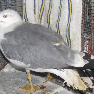 "Gabbiano ferito da un piatto tirato da un balcone a Borghetto": la denuncia dell'Enpa