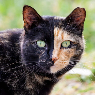 Il 17 febbraio è la Festa nazionale del Gatto, tutto su questi animali magici e affascinanti