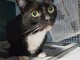 Savona: trovato gatto in via Milano, appello per trovare i proprietari