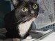 Savona: trovato gatto in via Milano, appello per trovare i proprietari Savona: trovato gatto in via Milano, appello per trovare i proprietari
