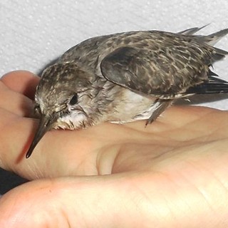 Enpa: continua la moria di volatili nei torrenti savonesi per colpa del botulino