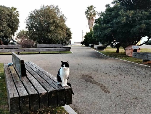 Savona, per ricordare il gatto Romeo “Re di Zinola” raccolti quasi mille euro Savona, per ricordare il gatto Romeo “Re di Zinola” raccolti quasi mille euro