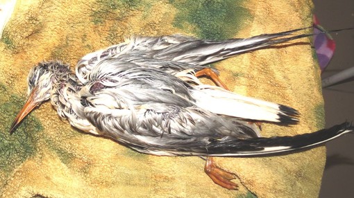 Savona: allarme Enpa "inquinamento da gasolio nel Porto, molti i danni subiti dalla fauna selvatica"