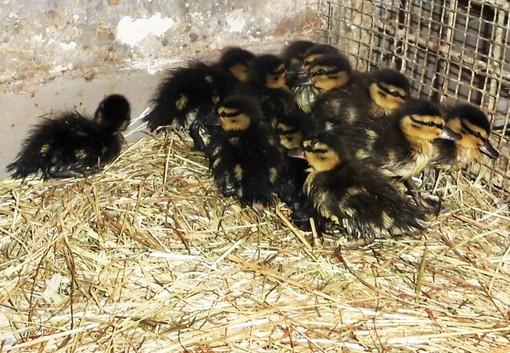 Finale Ligure: l'Enpa soccorre dodici germani reali