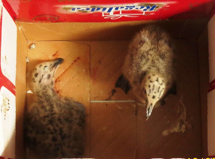 L'ENPA di Savona: "Perché fanno paura i gabbiani?"