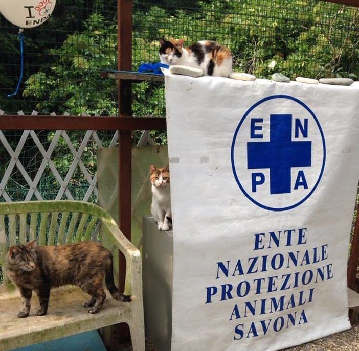 I gatti del Rifugio Amico di Albissola si trasferiscono a Savona. I volontari: "Nessuna comunicazione ufficiale da Enpa, tenuti all'oscuro di tutto" I gatti del Rifugio Amico di Albissola si trasferiscono a Savona. I volontari: "Nessuna comunicazione ufficiale da Enpa, tenuti all'oscuro di tutto"