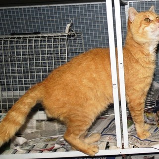 Cercasi adozione del cuore per il gatto salvato al Santuario a Savona