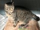 Vado Ligure: ritrovata una gattina, chi l'ha persa?