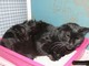 Gatto investito a Vado Ligure: la denuncia dell'Enpa Gatto investito a Vado Ligure: la denuncia dell'Enpa