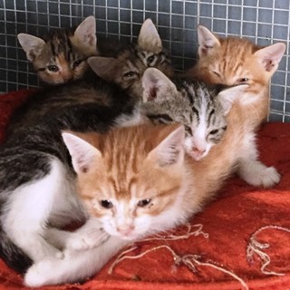 Altare, una cucciolata di gattini malati soccorsa dall'Enpa (FOTO)