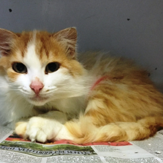 Savona: dolcissima gatta cerca casa