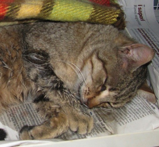 Savona: due gatti avvelenati in via Nostra Signora del Monte
