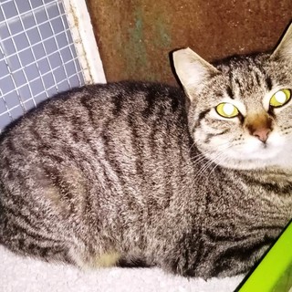 Stella, la gatta "Grigina" cerca casa: l'appello di Enpa