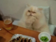 Amici degli animali: gatto gourmet, sì chef (VIDEO DA NON PERDERE)