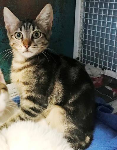 Tanti modi per far divertire il proprio gatto Tanti modi per far divertire il proprio gatto