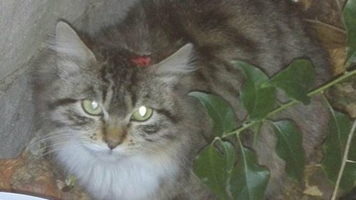 Savona, ritrovato gattino ferito in zona Villetta-Valloria, l'appello dell'associazione Felini Felici