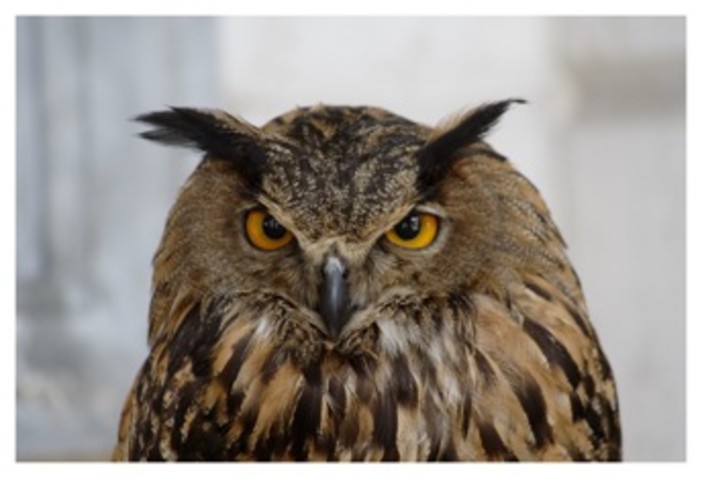 Fidatevi del "Bufaliere" Fidatevi del "Bufaliere"