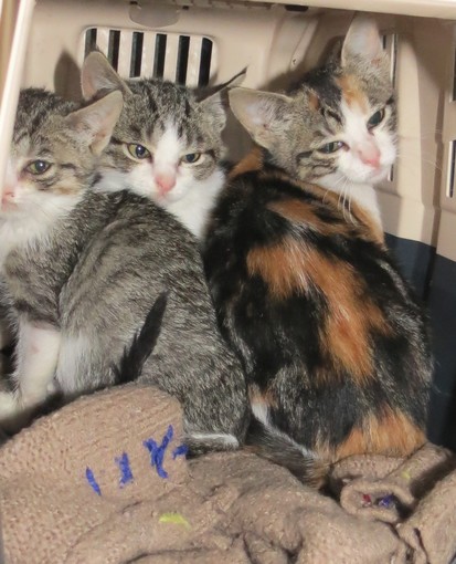 I gattini abbandonati ad Albisola I gattini abbandonati ad Albisola