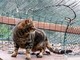 Vita dura per gatti e gattari nolesi Vita dura per gatti e gattari nolesi