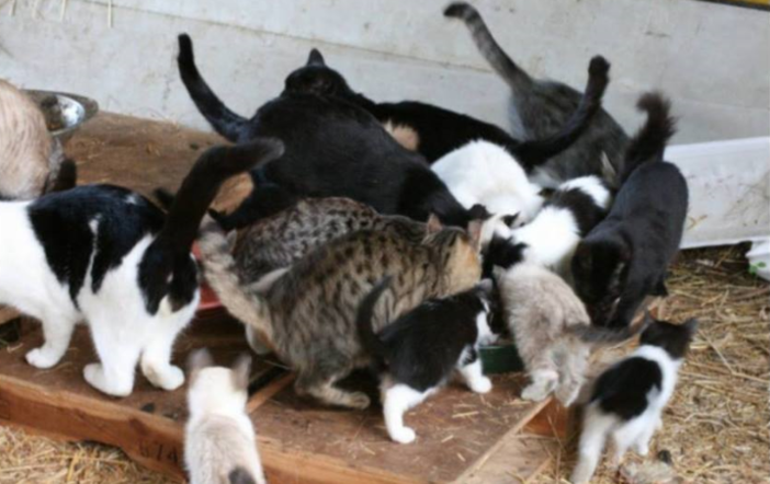 Le bottiglie di plastica diventano crocchette con il progetto di Kronos "Ricicla con noi" Le bottiglie di plastica diventano crocchette con il progetto di Kronos "Ricicla con noi"