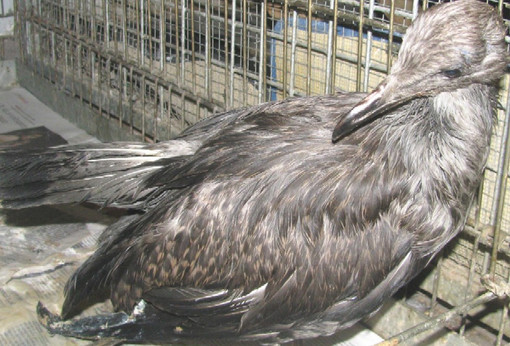 Gabbiani vittime della maleducazione e dell'inquinamento in provincia, Enpa: "Contenerne il numero"