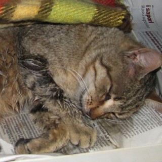 Savona: due gatti avvelenati in via Nostra Signora del Monte