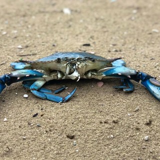 Invasione del granchio blu anche nel Mar Ligure, Coldiretti lancia la "guerra a tavola"