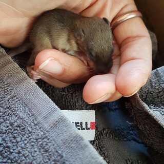 Savona, l'Enpa: "Piccoli ghiri alluvionati crescono" (FOTO)