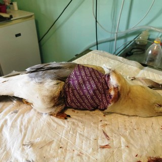 Domenica di lavoro per l'Enpa: numerosi soccorsi nel savonese