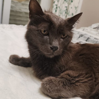Loano, smarrito il gatto Totò: l’appello della proprietaria