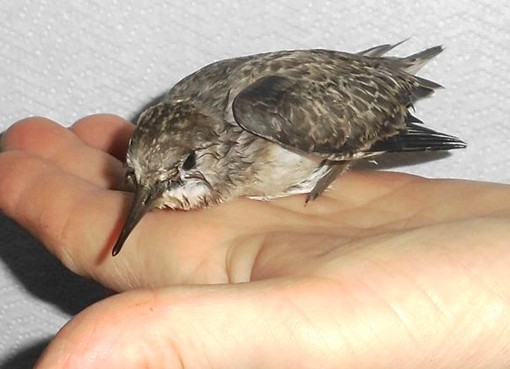 Enpa: continua la moria di volatili nei torrenti savonesi per colpa del botulino