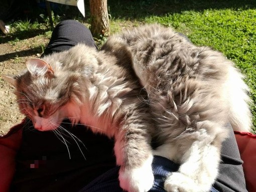 Gatta smarrita ad Ortovero: l'appello della proprietaria