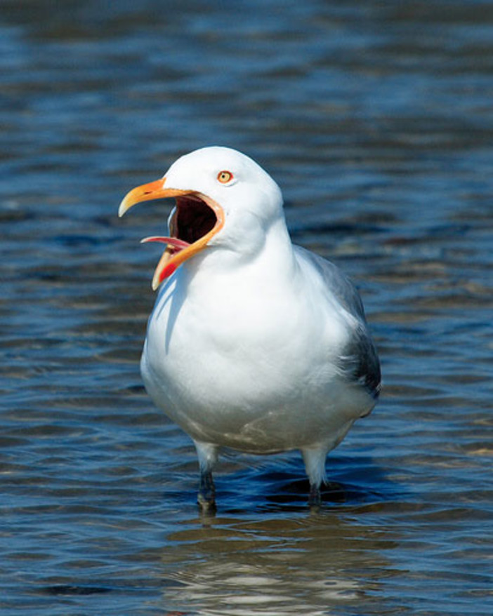 Caccia ai gabbiani: è un diluvio di proteste da tutta Italia. Quando si dice la promozione turistica