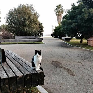 Savona, lavori sul ponte del torrente Quiliano, cambiano viabilità e parcheggi nel quartiere di via Nizza