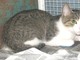 Abbandono di animali ieri a Savona, in mezzo alla gente Abbandono di animali ieri a Savona, in mezzo alla gente