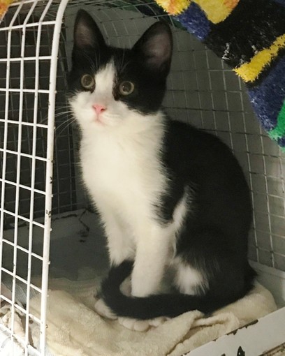 Savona, ritrovato gattino abbandonato in via Ferriere: l'appello dell'Enpa per l'adozione Savona, ritrovato gattino abbandonato in via Ferriere: l'appello dell'Enpa per l'adozione