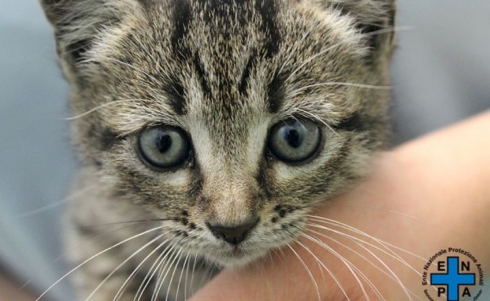 Auguri a tutti i gatti: oggi è la loro festa nazionale Auguri a tutti i gatti: oggi è la loro festa nazionale