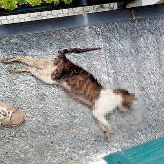 Osiglia, gatta uccisa a calci e lanciata sopra un balcone: l'associazione LEIDAA denuncia l'accaduto ai carabinieri