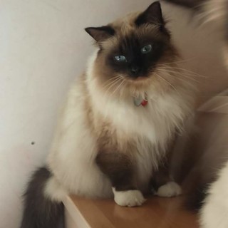 Gatto smarrito a Borghetto: l'appello dei proprietari