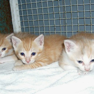 I gattini abbandonati