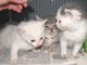I gattini I gattini